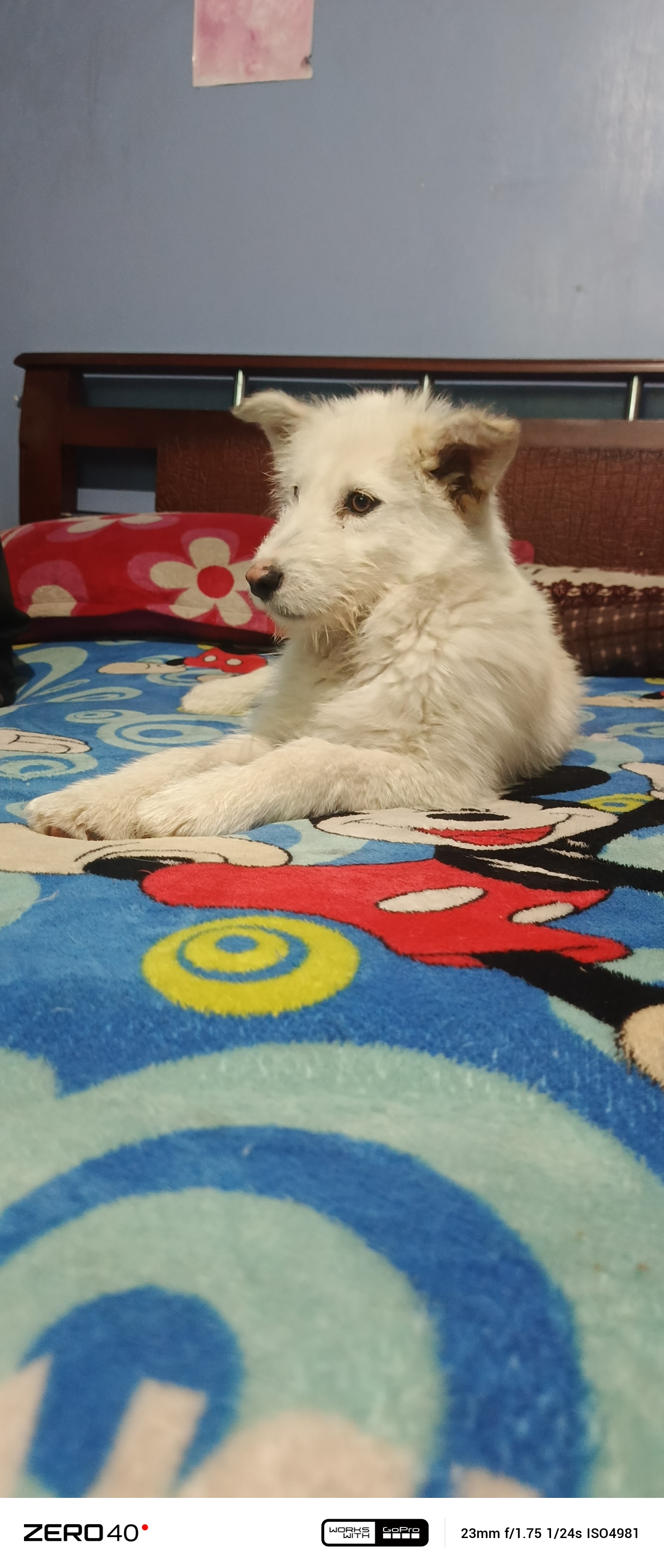 Princesa